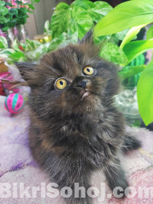 Persian tabby kittens